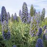 Echium Candicans Staro of Madeira Pride o f Madeira