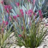 Anigozanthos X Bush Gems Bush Ballad Kangaroo Paws