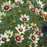 Coreopsis x Big Bang Redshift Tickseed