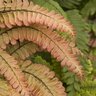Adiantum hispidulum Rosy Maid Rough Maidenhair Fern