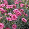 Dianthus X Scent From Heaven Angel of Hope Pinks