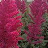 Astilbe Chinensis Visions Volcano Chinese Astilbe