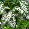 Caladium x hortulanum White Christmas Strap Leaf Angel Wings
