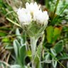Antennaria Dioica Pussytoes