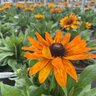 Echibeckia X Summerina Yellow Echibeckia