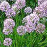 Allium Tanguticum Ornamental Onion