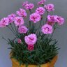 Dianthus X Star Double Pop Star Pinks
