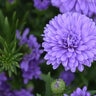 Aster Novi-Belgii Henry III Purple Aster
