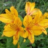 Alstroemeria Aurea Peruvian Lily