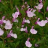 Salvia Greggii Mirage Soft Pink Autumn Sage