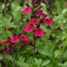 Salvia Greggii Mirage Burgundy Autumn Sage