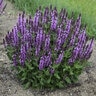 Salvia nemorosa Pink Profusion Proven Winners Woodland Sage