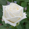 Rosa X Queen Mary 2 Hybrid Tea Rose