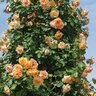 Rosa X Meivaleir Garden Sun Climbing Rose