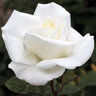 Rosa X Queen Mary 2 Hybrid Tea Rose