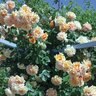 Rosa X Meivaleir Garden Sun Climbing Rose