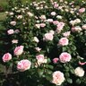 Rosa X Eleganza Pink Enchantment Hybrid Tea Rose