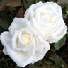 Rosa X Queen Mary 2 Hybrid Tea Rose