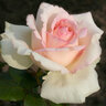 Rosa X Eleganza Pink Enchantment Hybrid Tea Rose