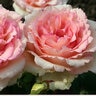 Rosa X Eleganza Pink Enchantment Hybrid Tea Rose