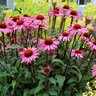 Echinacea Purpurea Prairie Pillars Merlot Coneflower