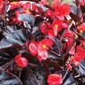Begonia Benariensis Surefire Cherry Cordial Bronze Leaf Begonia