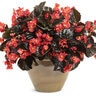 Begonia Benariensis Surefire Cherry Cordial Bronze Leaf Begonia