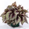 Begonia Rex-Cultorum Shadow King Rose Frost Rex Begonia