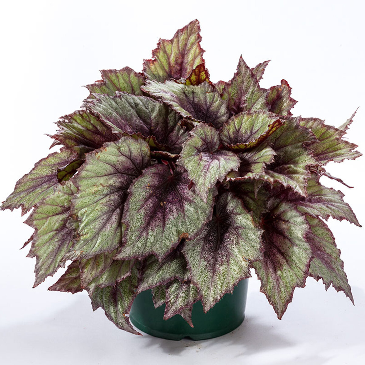 Begonia Rex-Cultorum Shadow King Rose Frost Rex Begonia | SiteOne US