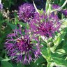 Centaurea Montana Amethyst Dream Cornflower