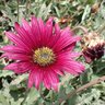 Arctotis acaulis Big Magenta African Daisy