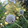 Echinops Sphaerocephalus Arctic Glow Great Globe Thistle