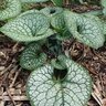Brunnera Macrophylla Sea Heart Siberian Bugloss