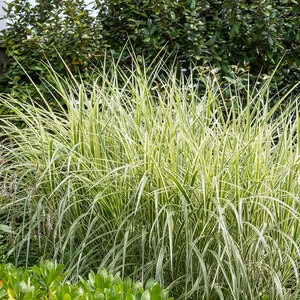 Miscanthus Sinensis Variegatus Variegated Maiden Grass