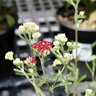 Achillea Millefolium Summerwine Yarrow