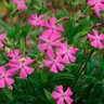 Silene Caroliniana var. Wherryi Short and Sweet Wild Pink