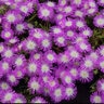 Delosperma Cooperi Wheels of Wonder Violet Wonder Ice Plant