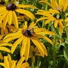 Rudbeckia Fulgida var. Deamii Black-Eyed Susan