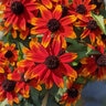 Rudbeckia Triloba Prairie Glow Brown-Eyed Susan