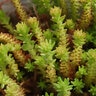 Sedum Acre Aureum Golden Stonecrop