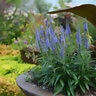 Veronica Spicata Moody Blues Sky Blue Speedwell