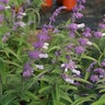 Salvia Leucantha Ferpink Danielles Dream Mexican Bush Sage