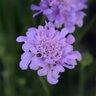 Scabiosa Columbaria Flutter Deep Blue Pincushion