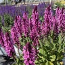 Salvia nemorosa Pink Profusion Proven Winners Woodland Sage