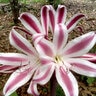 Crinum X Stars and Stripes Swamp Lily