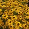 Rudbeckia Fulgida var. Sullivanti Goldblitz Black-Eyed Susan