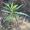 Croton Linearis Pineland Croton