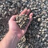 Bulk Multi-color Pea Stone 3/8 in.