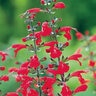 Salvia Coccinea Summer Jewel Red Scarlet Sage