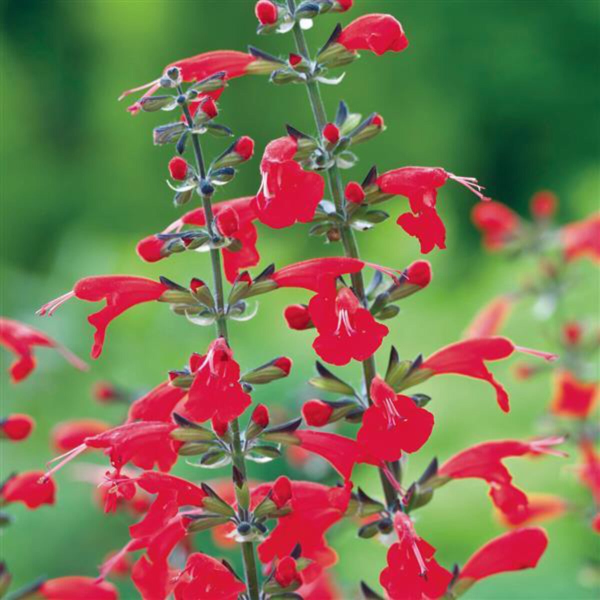 Salvia Coccinea Summer Jewel Red Scarlet Sage | SiteOne US